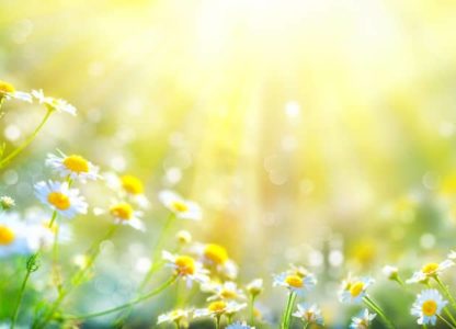 white daisies in sunlight
