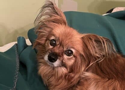Tamara Graf's shares about her dog, Jasmine after distance healing with David J Coon, Medical Qigong Master