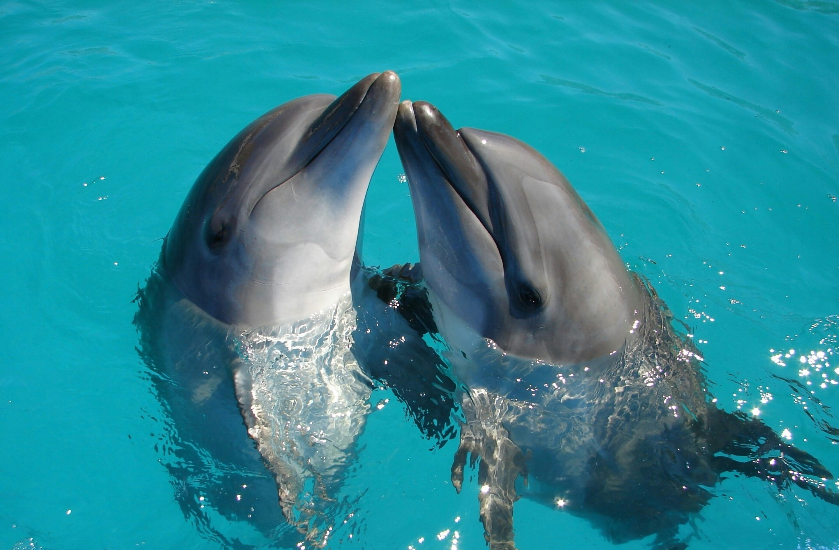 two dolphins touch snouts above the water