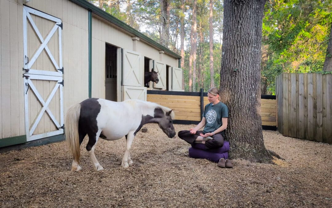 Anna Lewis shares about her distance healing experience as her horse participates in the healing. Qigong Awareness, LLC Distance healing program with David J. Coon, Medical Qigong Master